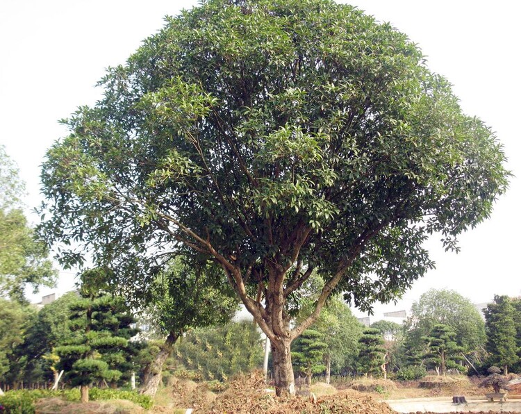 供应桂花树