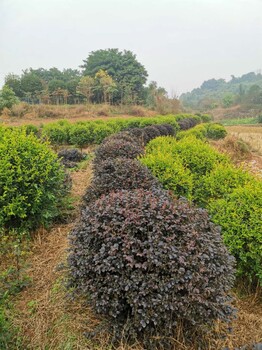 浙江红继木球种植基地