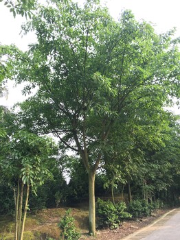 江苏黄葛树种植基地