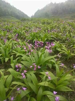 云南嘉农年华滇圣草白芨种植品质如一经得起检验