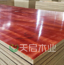建筑模板品牌-专业生产建筑模板-贵港建筑模板批发-天启木业