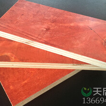 木板材周转次数高8-12次左右-广西建筑模板厂天启木业