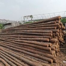 深圳松木桩厂家价格