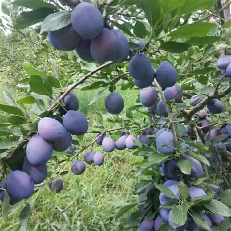 上海宝山3公分红西梅李子苗.