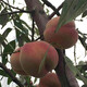 吉林4公分珍珠枣油桃繁育技术指南图