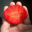 歡迎點擊-青海海東白雪草莓產地環境介紹圖片