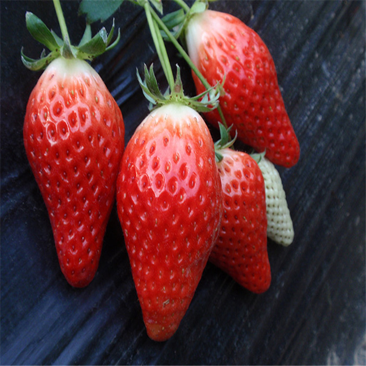 格-上海静安白雪草莓综合性解析