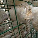 青州市羊肚菌食用苗菌架马鞍菌食用菌培育网片规格定制