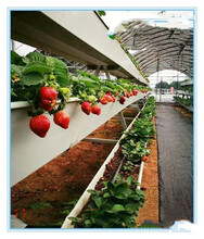 草莓栽培槽-立体式草莓槽-草莓种植槽