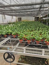 移动苗床的实际应用-蔬菜花卉育苗设备