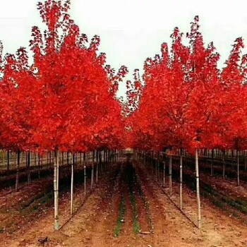 吉林美国红枫种植基地