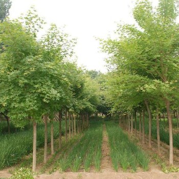廣安五角楓種植基地