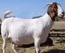 黑龙江波尔山羊羊场养殖波尔山羊正规波尔山羊养殖场