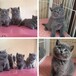 上海貓舍上海寵物貓咪上海貓咪出售藍貓藍白漸層美短布偶