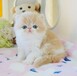 上海貓舍上海貓咪領養藍貓藍白漸層美短活體寵物貓