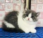 南宁猫舍南宁宠物猫咪出售蓝猫蓝白美短英短布偶渐层猫领养