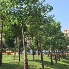 大浪小产权房上合公园里5栋连排带花园带大停车场图片