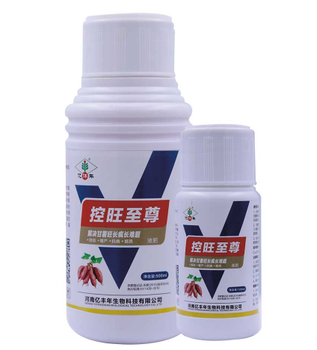 甘薯控旺常見誤區(qū)，億豐年帶您走出誤區(qū)一招控旺