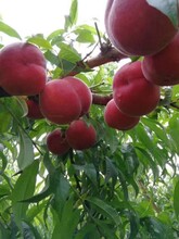 特早蜜脆桃5—19早熟桃树新品种