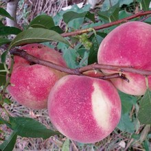 七月红秀桃，桃树苗品种