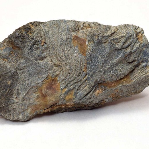 化石私人私下快速现金回收吐鲁番‘私下面对面交易古玩