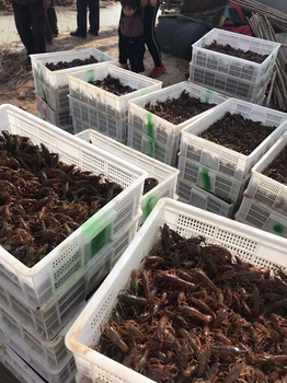 山东省规模大的小龙虾养殖基地
