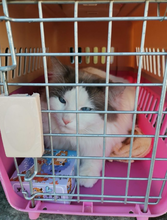 西双版纳宠物托运猫狗飞机托运宠物空运国内国际图片