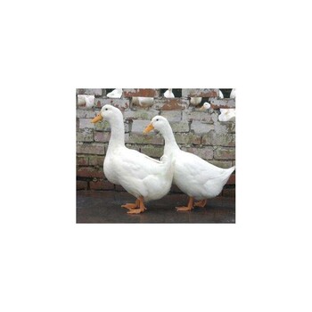 广西钦州市绿头鸭苗品种繁多,白鸭