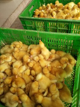 龙发西洋鸭,广西北海市野水鸭苗养殖基地