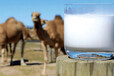 新疆骆驼奶粉厂家新疆奶源驼奶代工OEM贴牌