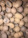 福州陶粒厂家直销回填陶粒建筑陶粒颗颗饱满欢迎购买