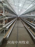 河南中州全自动化养鸡设备蛋鸡笼层叠式自动化养殖设备