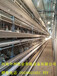 自动化鸡笼设备现代化饲养机械养殖厂专用设备