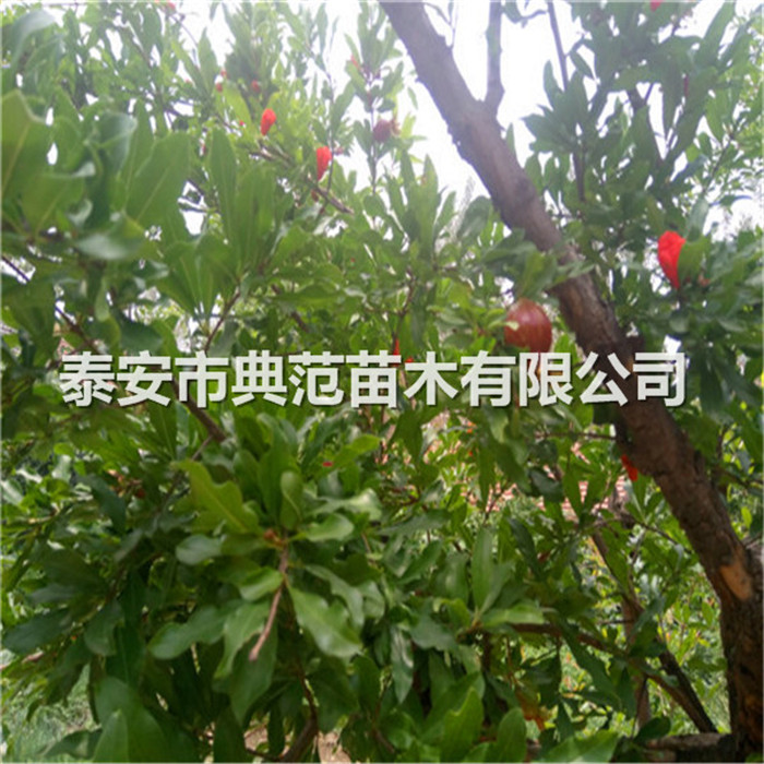 石榴苗售價(jià)、石榴樹苗產(chǎn)地