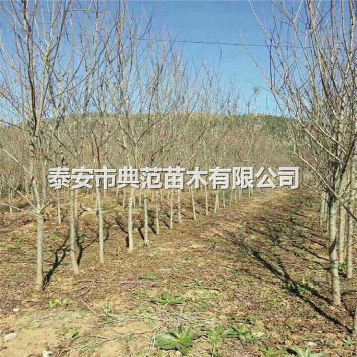 石榴苗種植技術(shù)、石榴樹苗畝產(chǎn)量
