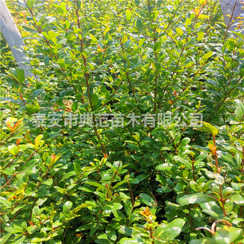 石榴苗基地、石榴樹苗種植注意事項