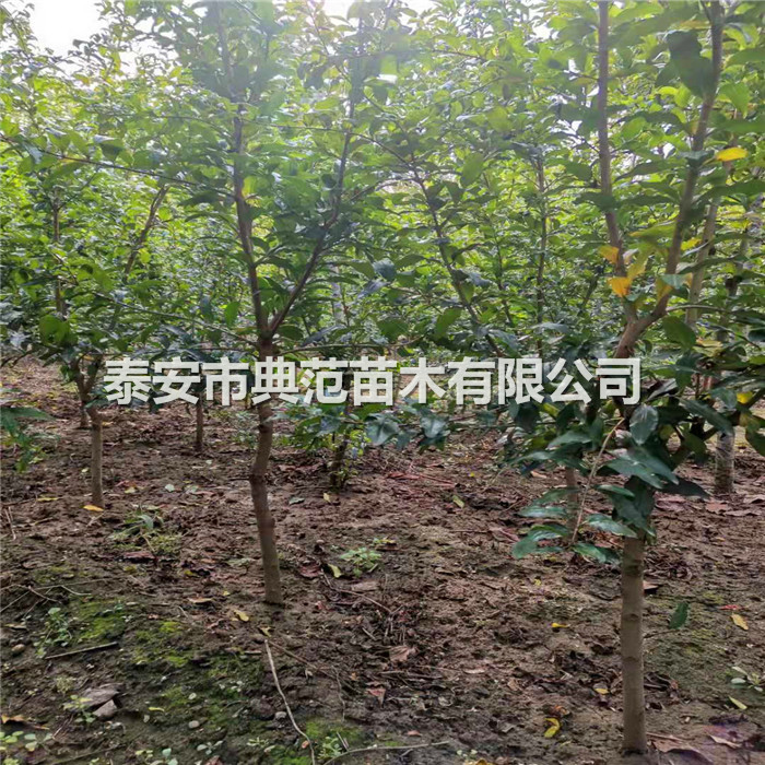 石榴苗品種介紹、石榴樹苗每日價格