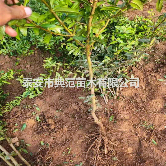 石榴苗報(bào)價(jià)、石榴樹苗價(jià)格走勢(shì)