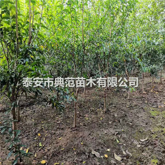 石榴苗貨源信息、石榴樹苗