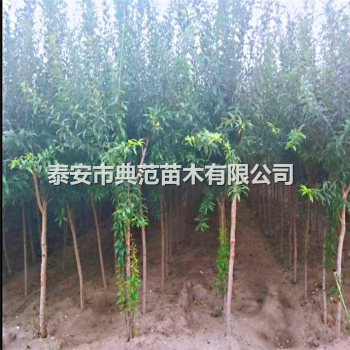 石榴苗種植技術(shù)、石榴樹苗畝產(chǎn)量