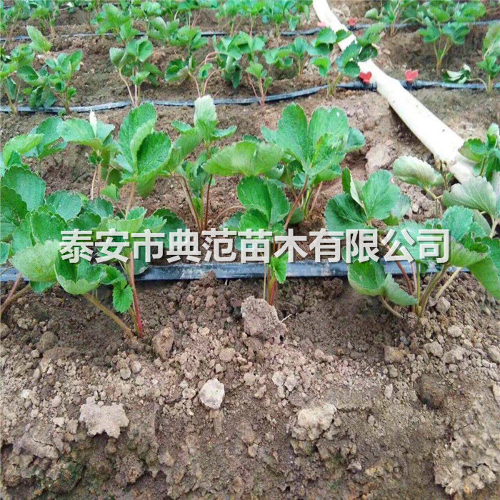 对于不易发生匍匐茎的品种可采用草莓母株分株法进行繁殖.