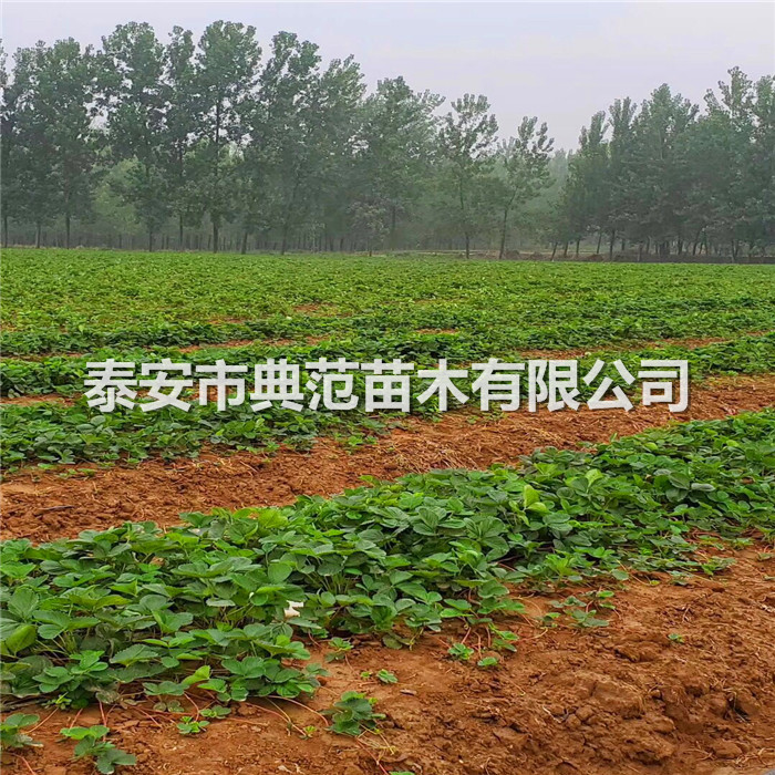 草莓苗种植技术、草莓苗一亩地种几棵
