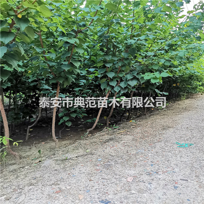 杏樹苗報(bào)價(jià)、杏樹苗產(chǎn)地