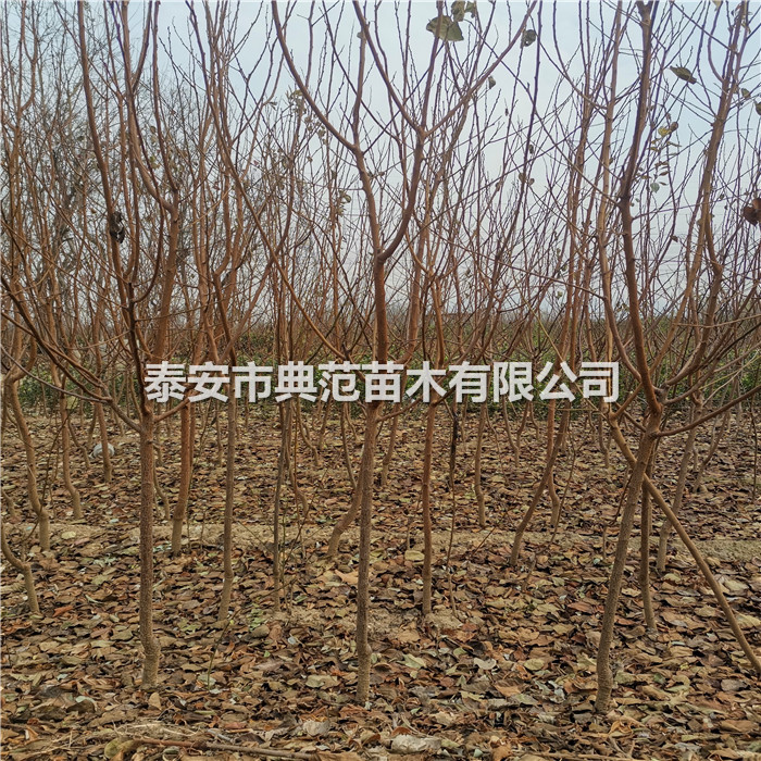 杏樹苗種植基地、杏樹苗幾年豐產(chǎn)