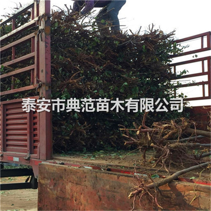 杏樹苗種植基地、杏樹苗幾年豐產(chǎn)