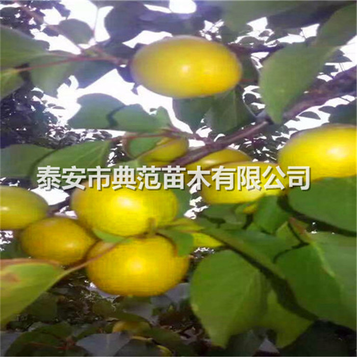 山東杏樹苗價(jià)格一覽表、泰安杏樹苗