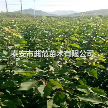 山東杏樹(shù)苗價(jià)格一覽表、泰安杏樹(shù)苗