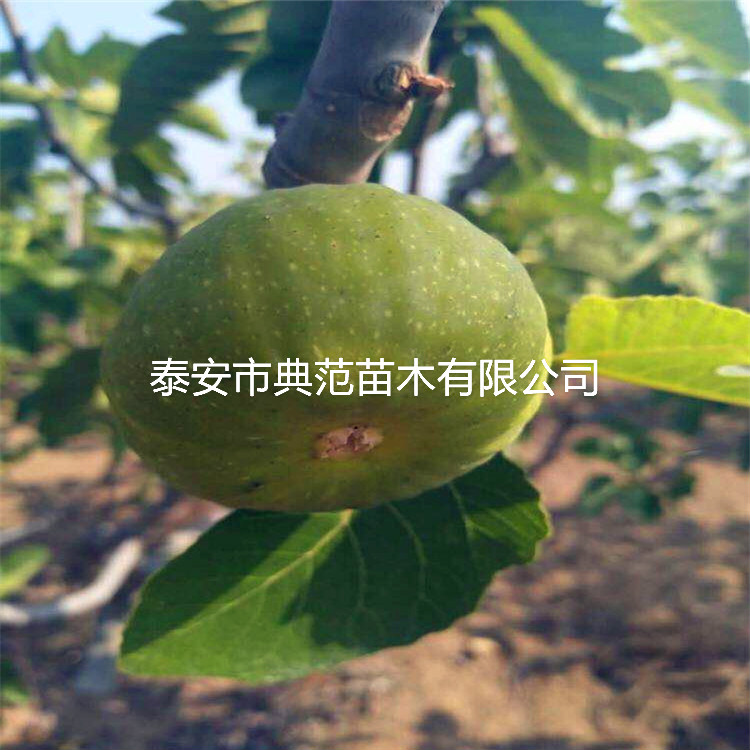 无花果树苗报价、无花果苗2020年价格