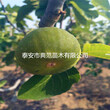 无花果树苗价格、无花果苗产地直销图片