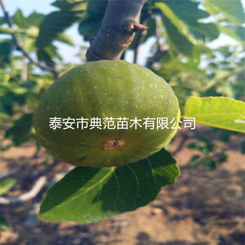 无花果树苗售价、无花果苗价格及报价